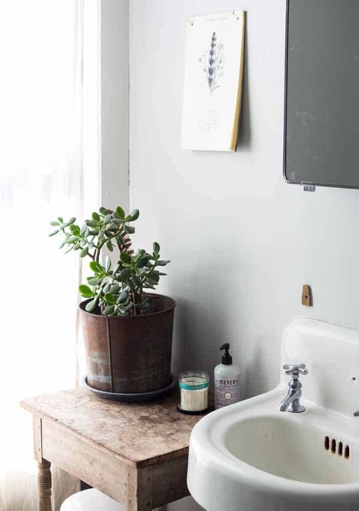 9 Species of Bathroom Plants That Would Fit Perfectly 9 Species of Bathroom Plants That Would Fit Perfectly
