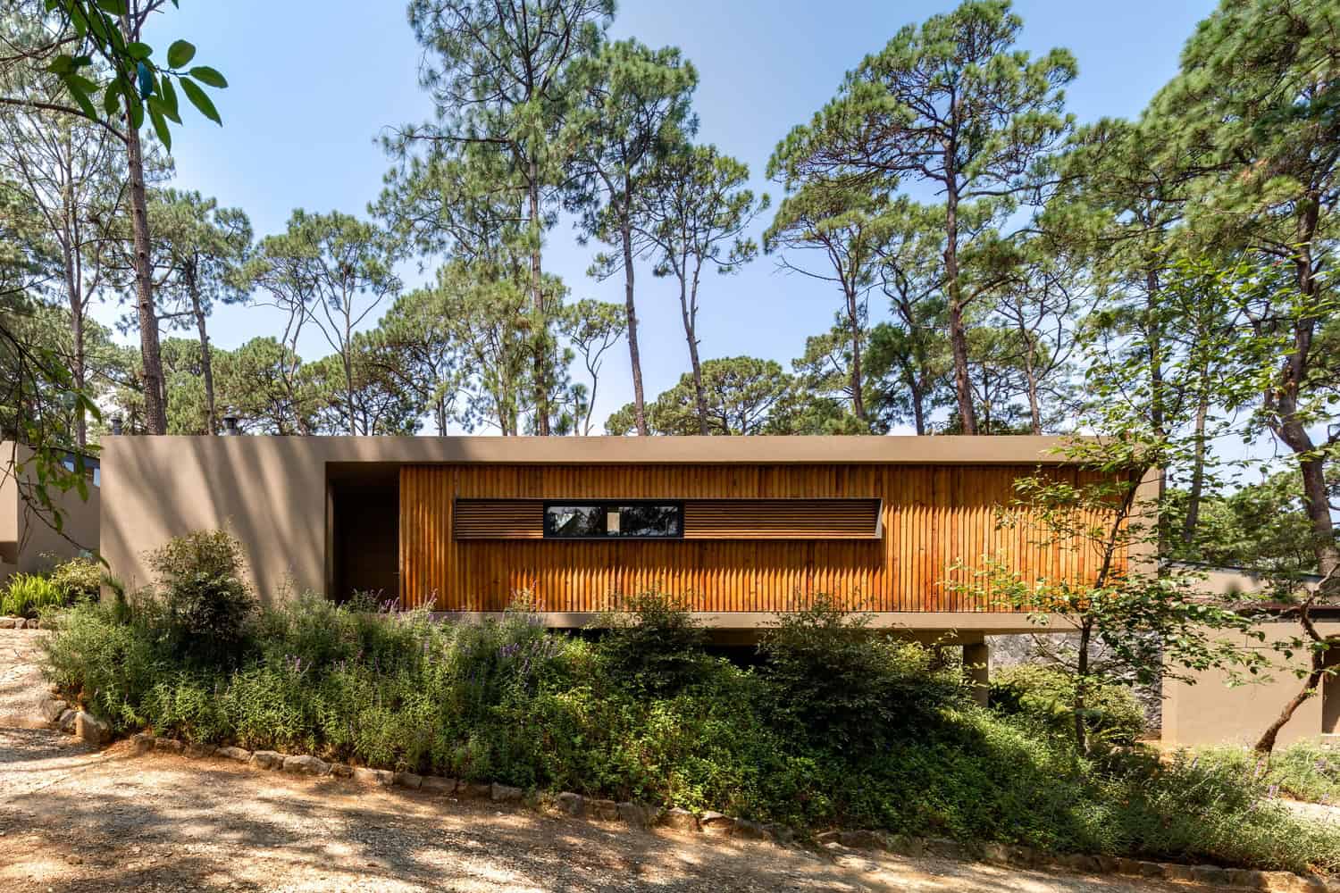 Contemporary modern house with natural wood exterior design and large windows set among tall pine trees.