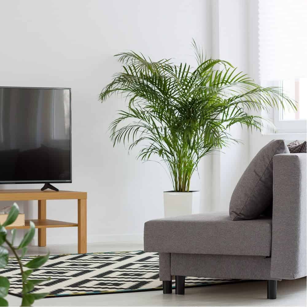 8 Nonpolluting Plants for Your Interior 8 Nonpolluting Plants for Your Interior