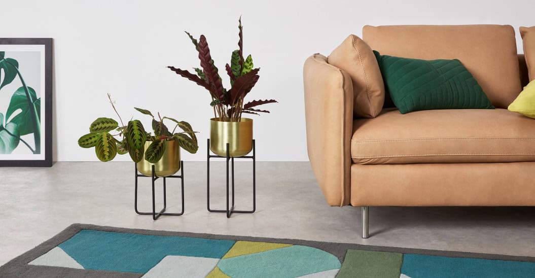 How to Highlight Your Indoor Plants How to Highlight Your Indoor Plants