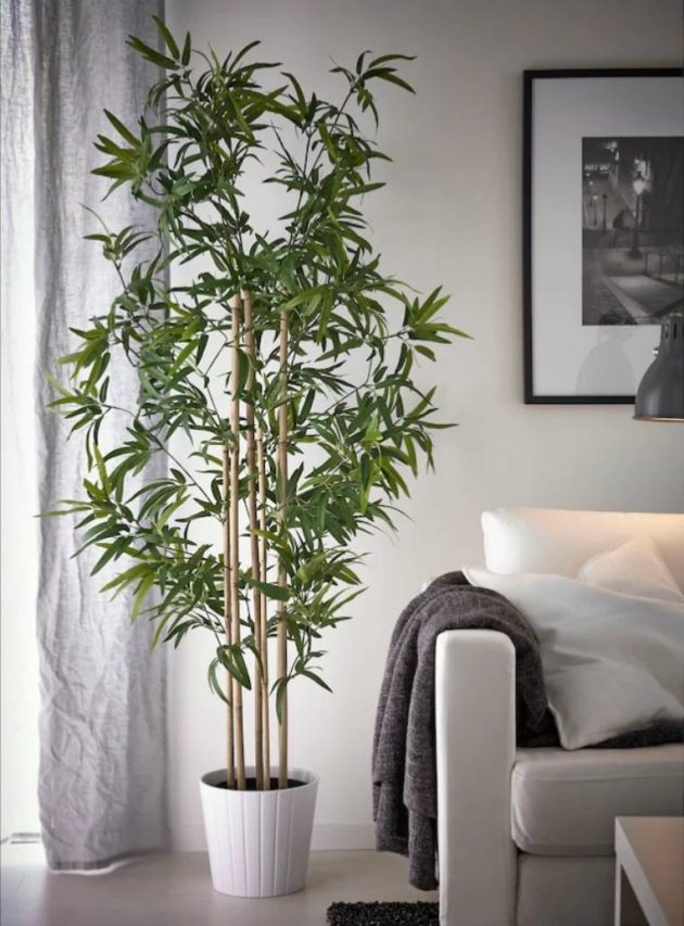 8 Nonpolluting Plants for Your Interior
