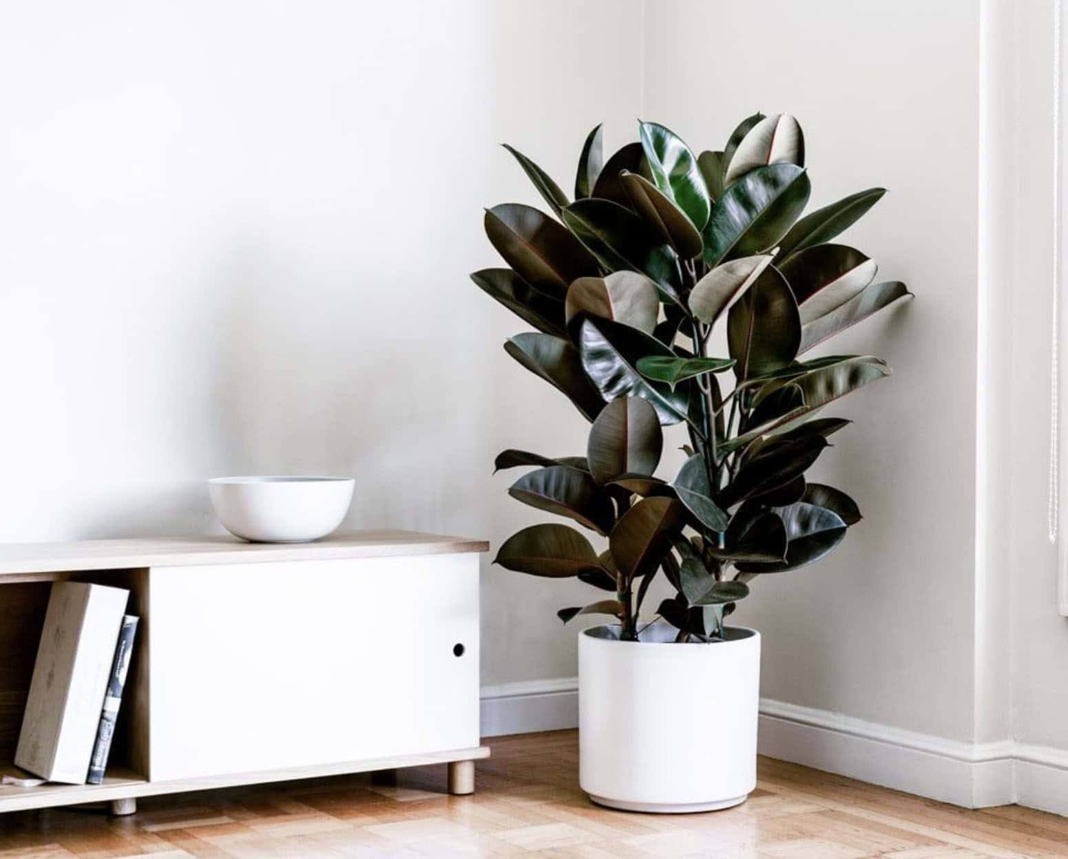 8 Nonpolluting Plants for Your Interior 8 Nonpolluting Plants for Your Interior