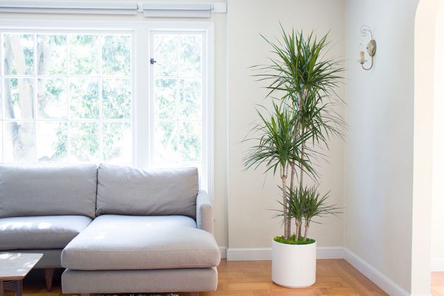 8 Nonpolluting Plants for Your Interior