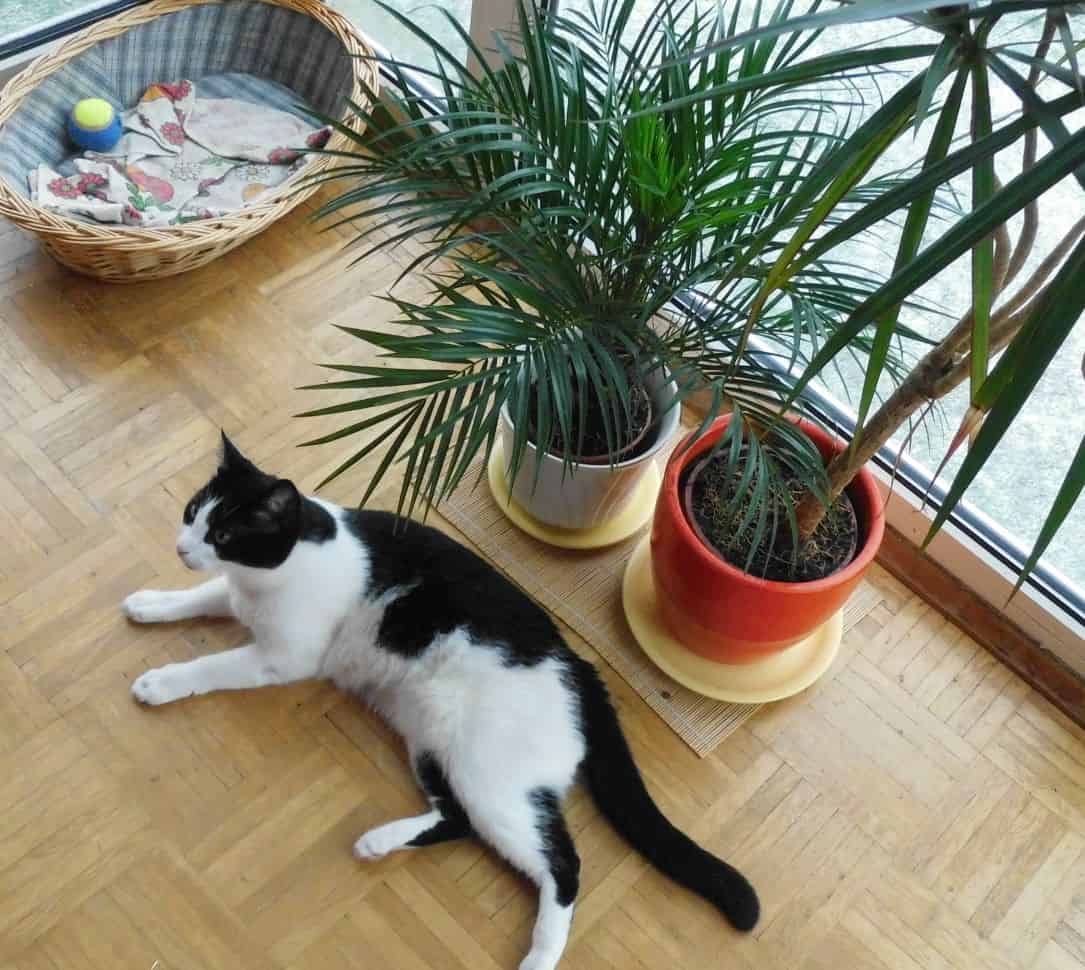 8 Nonpolluting Plants for Your Interior 8 Nonpolluting Plants for Your Interior