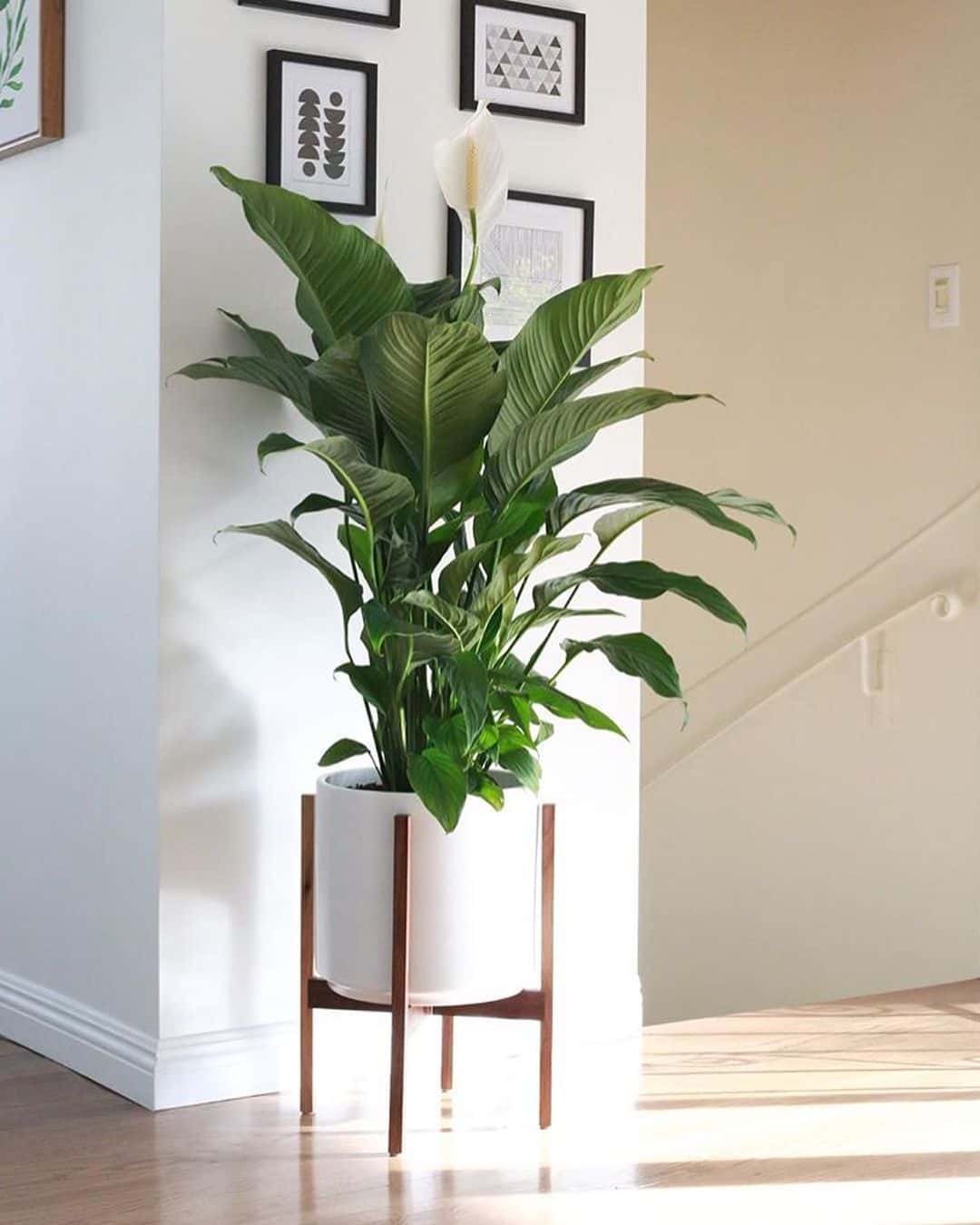 8 Nonpolluting Plants for Your Interior 8 Nonpolluting Plants for Your Interior