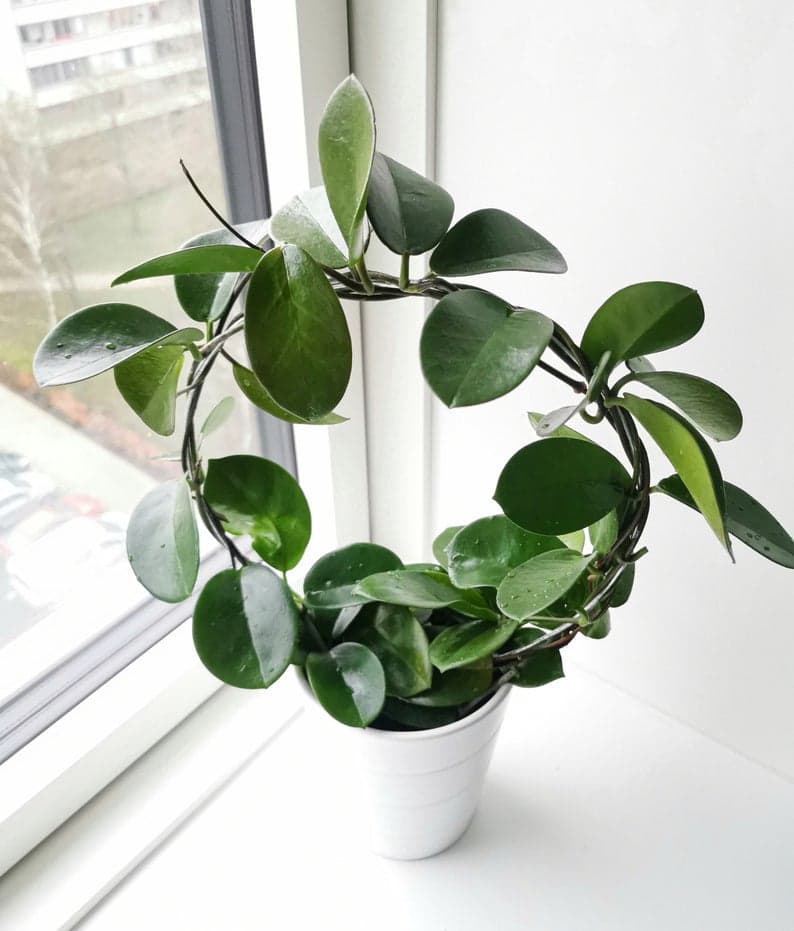 How to Highlight Your Indoor Plants How to Highlight Your Indoor Plants