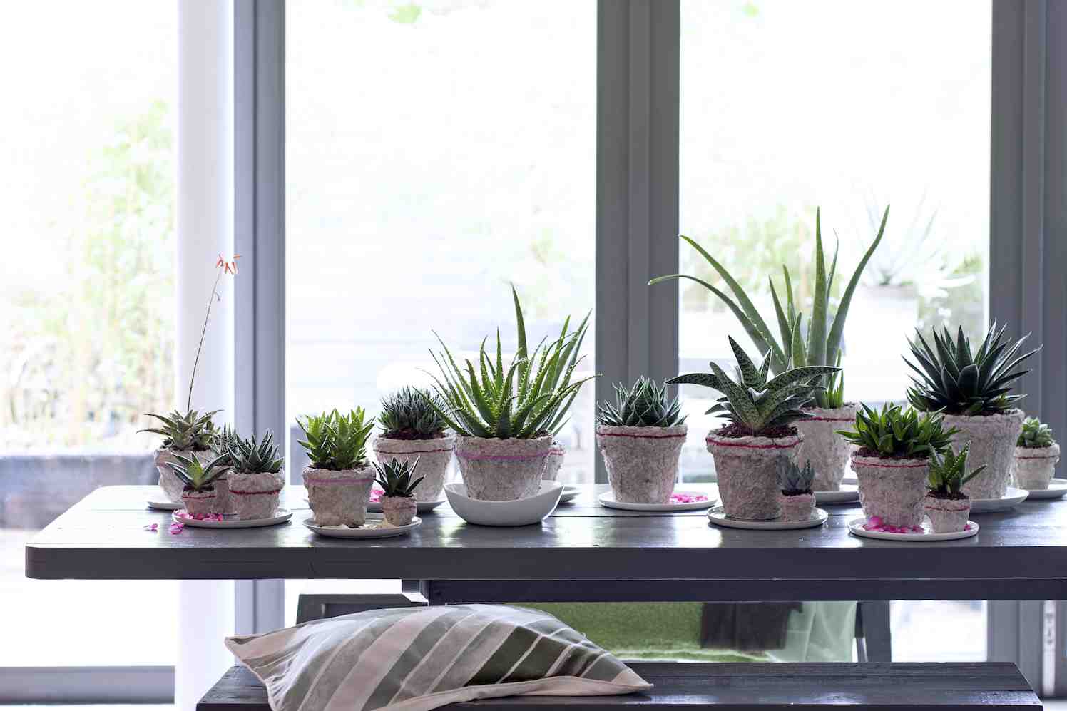 8 Nonpolluting Plants for Your Interior 8 Nonpolluting Plants for Your Interior