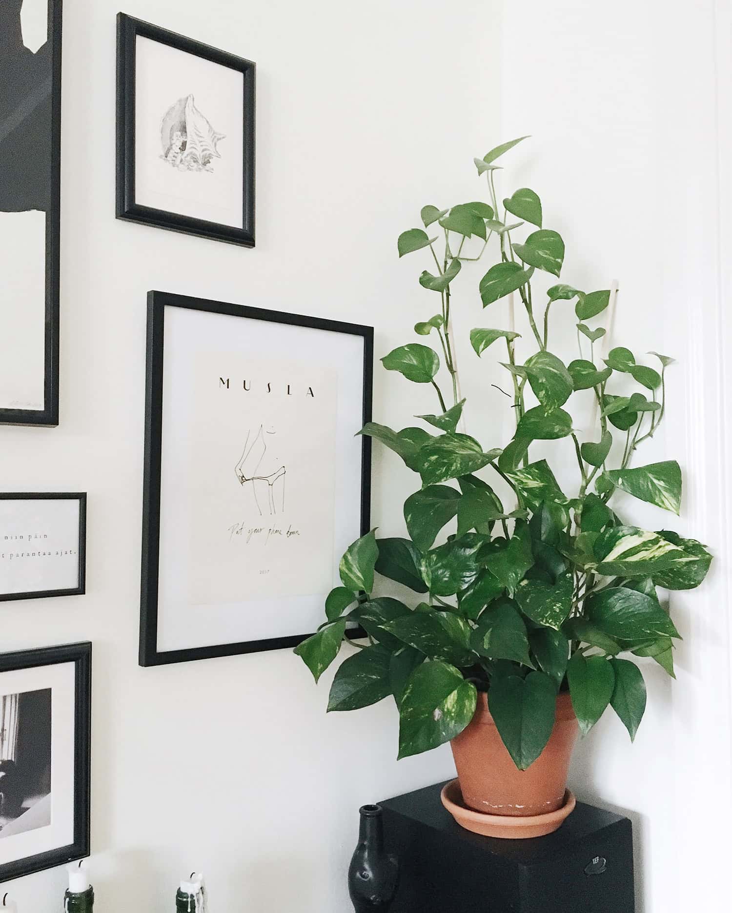 8 Nonpolluting Plants for Your Interior 8 Nonpolluting Plants for Your Interior