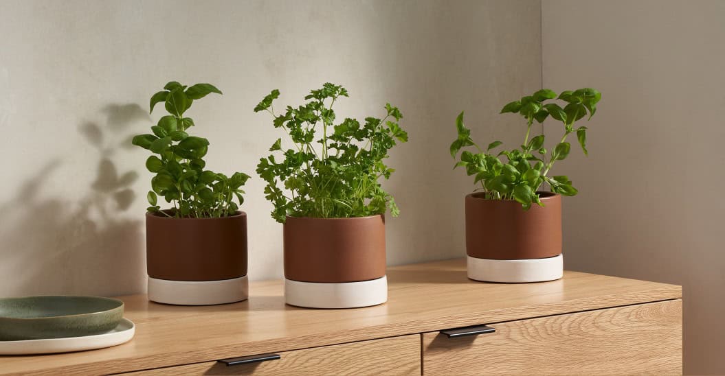 How to Highlight Your Indoor Plants How to Highlight Your Indoor Plants