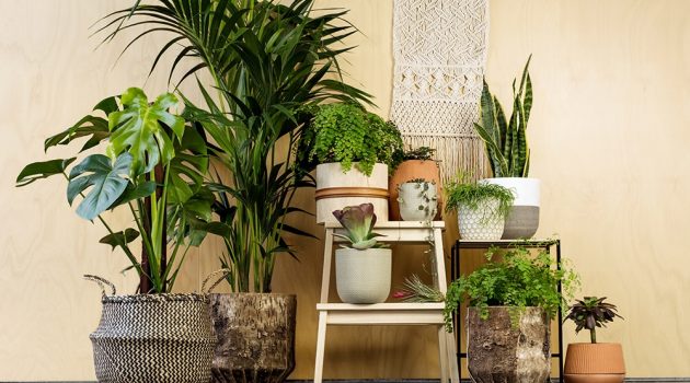 10 Tropical Trees and Plants Guaranteed to Spark Your Home to Life