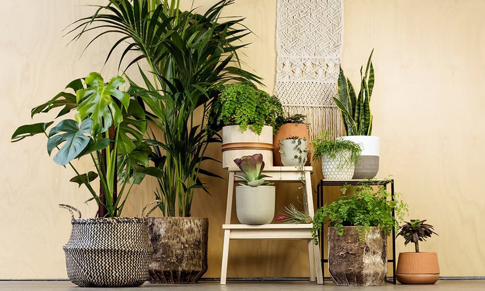 10 Tropical Trees and Plants Guaranteed to Spark Your Home to Life