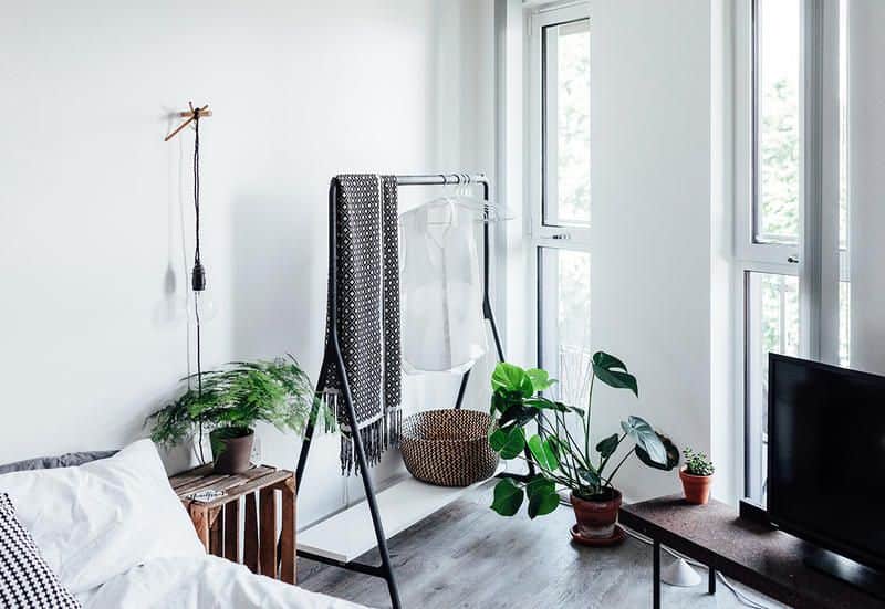8 Nonpolluting Plants for Your Interior 8 Nonpolluting Plants for Your Interior