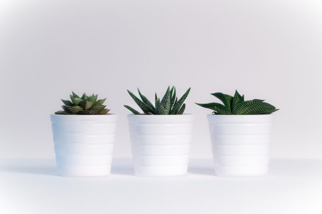 9 Home Ideas for Nature Lovers