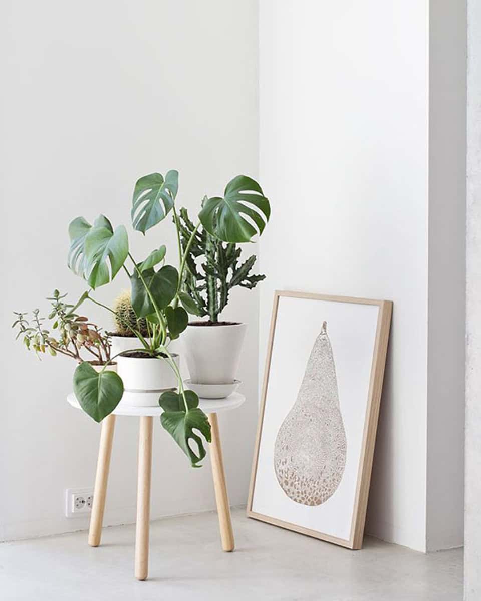 Decorate With the Monstera Leaf
