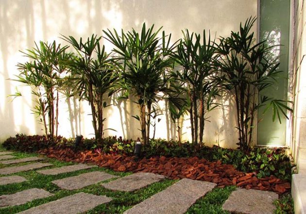 Discover the 10 Most Used Types of Palm Trees in Gardens