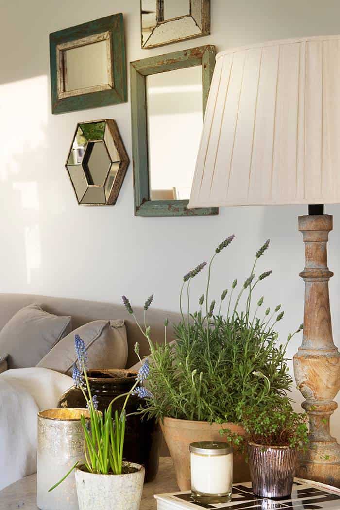 10 Sun & Heat Resistant Outdoor Plants Perfect for Terraces 10 Sun & Heat Resistant Outdoor Plants Perfect for Terraces