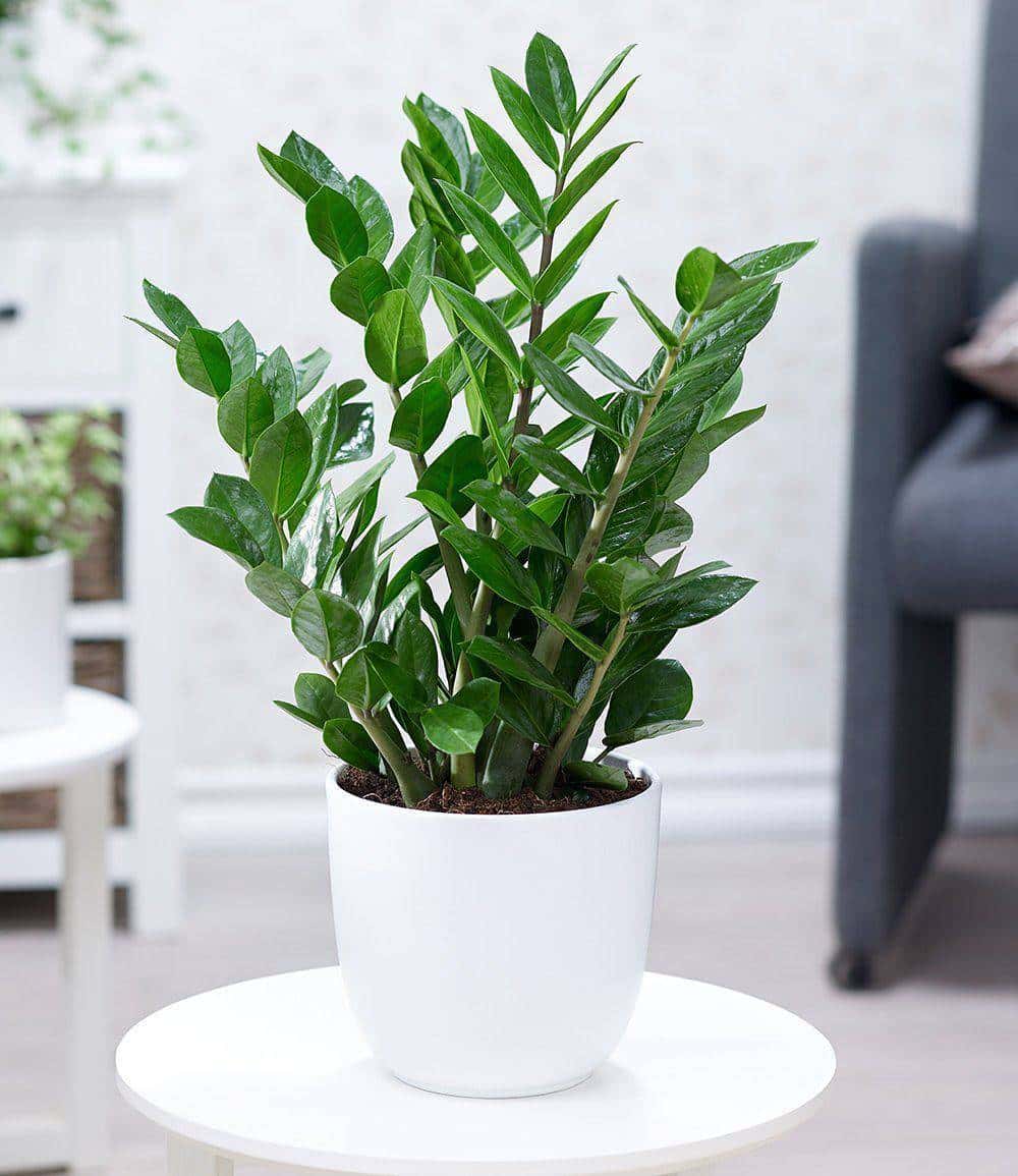 6 Hardy and Easy-to-Maintain Indoor Plants 6 Hardy and Easy-to-Maintain Indoor Plants