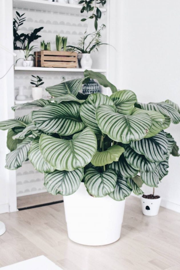 5 Pet Friendly Plants & 5 That are Toxic