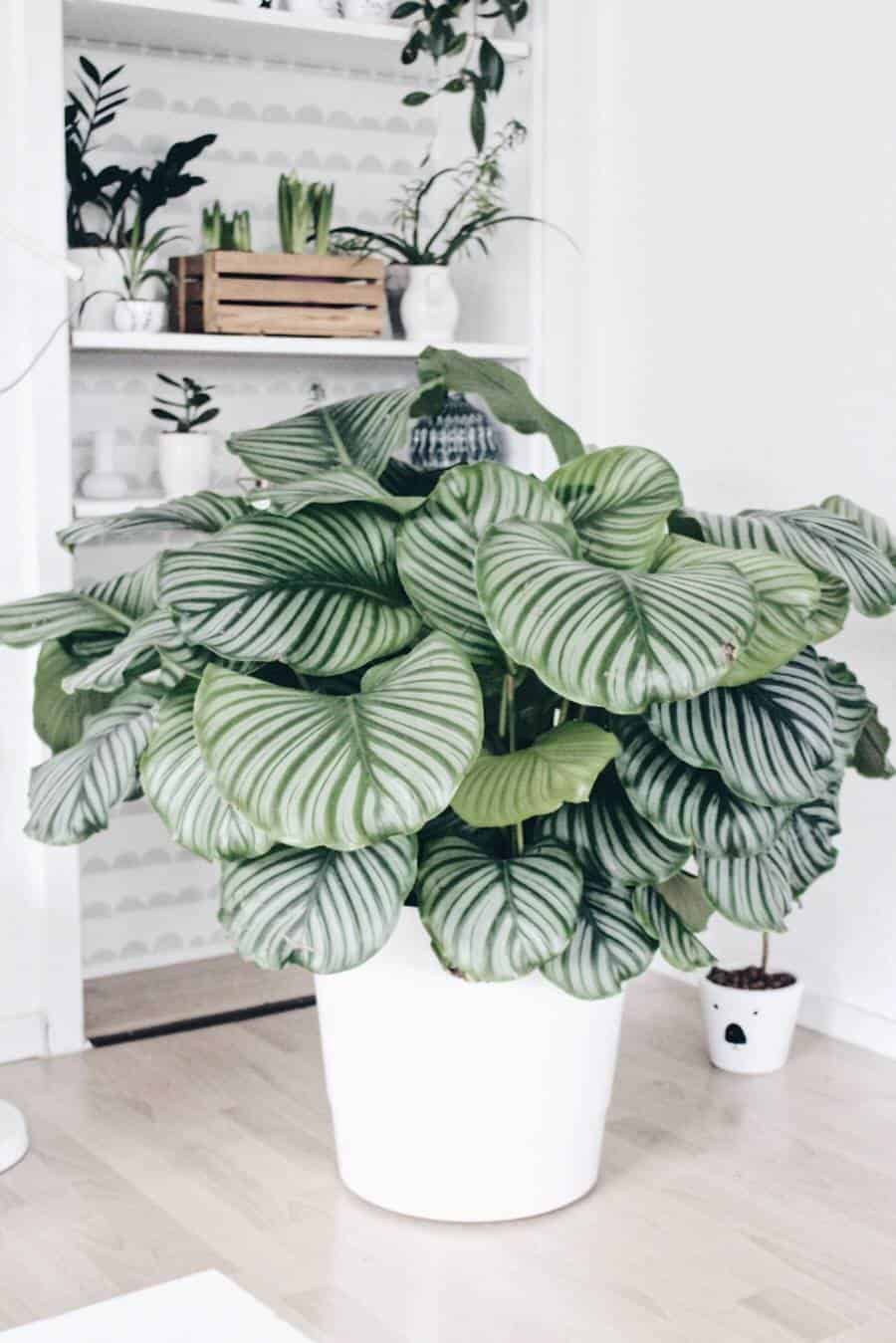 5 Pet Friendly Plants & 5 That are Toxic 5 Pet Friendly Plants & 5 That are Toxic