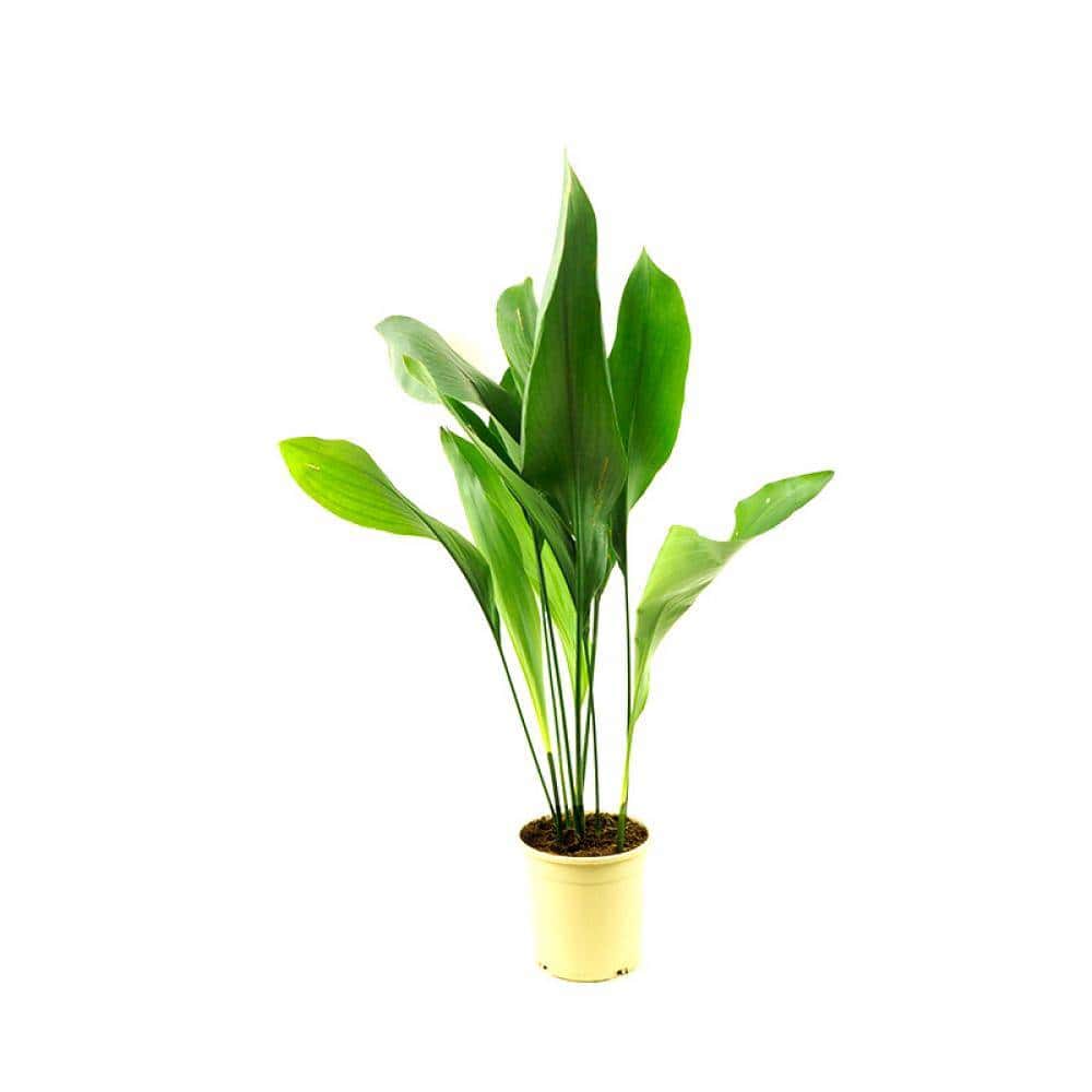 6 Hardy and Easy-to-Maintain Indoor Plants 6 Hardy and Easy-to-Maintain Indoor Plants