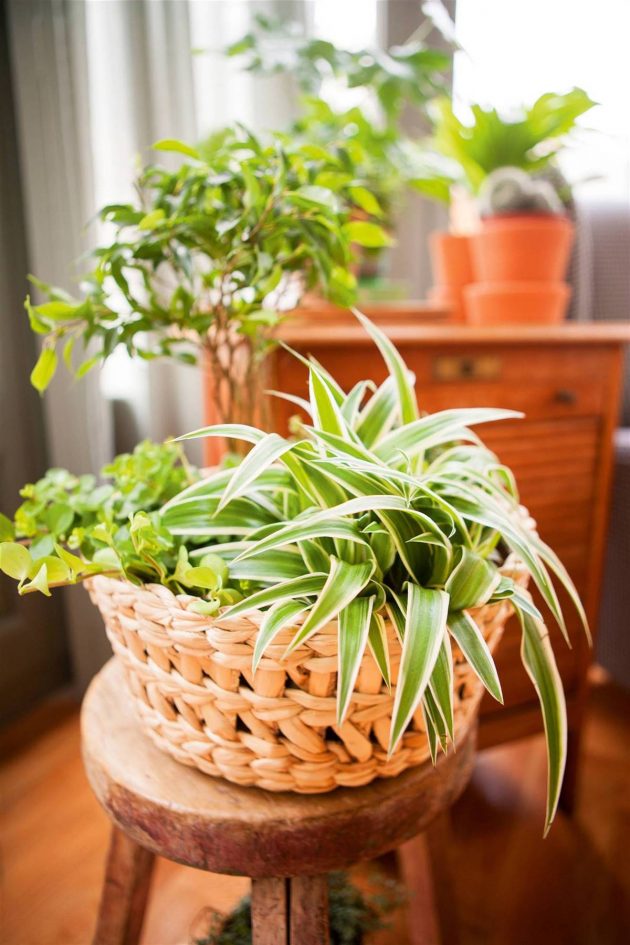 5 Pet Friendly Plants & 5 That are Toxic