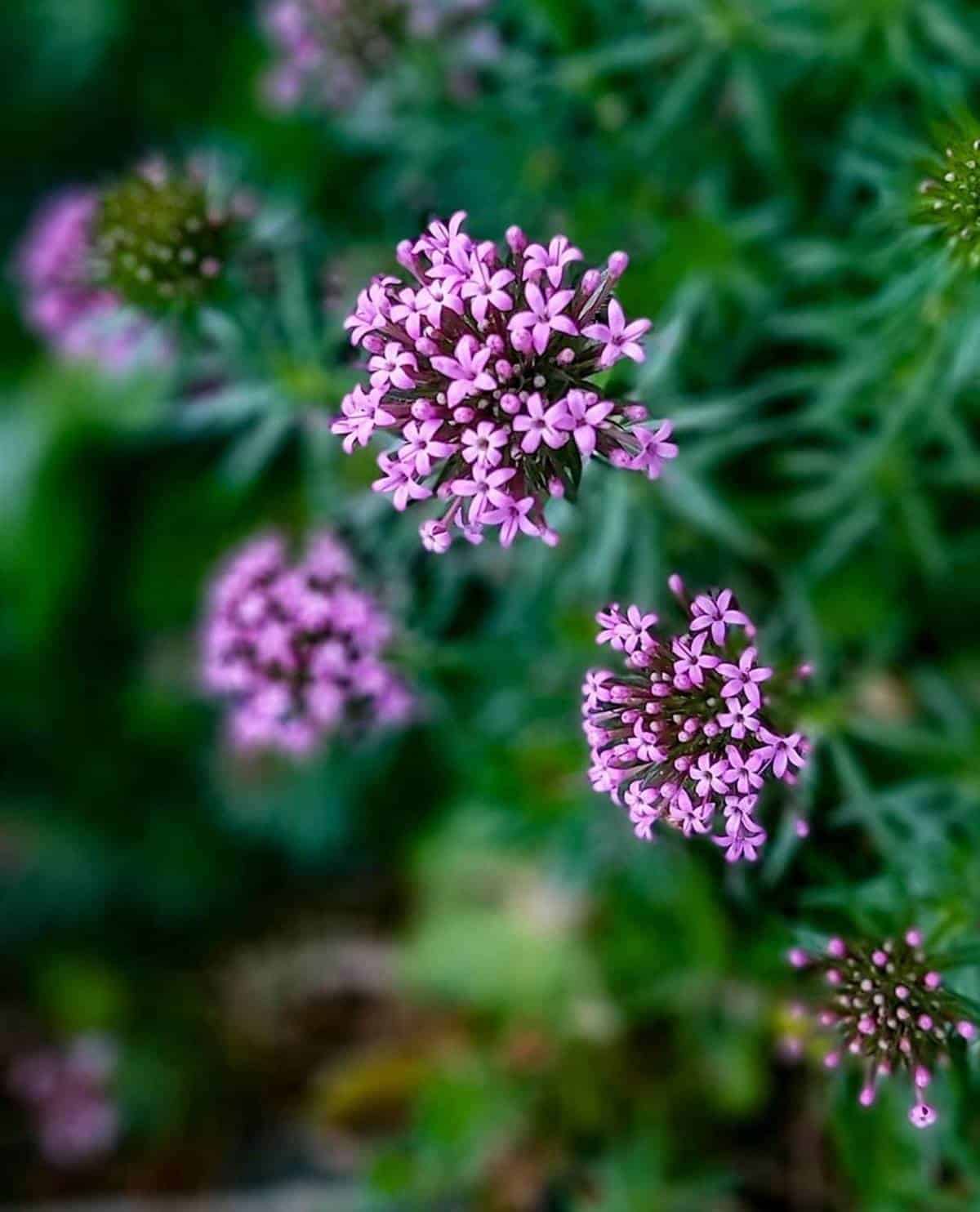 10 Sun & Heat Resistant Outdoor Plants Perfect for Terraces 10 Sun & Heat Resistant Outdoor Plants Perfect for Terraces