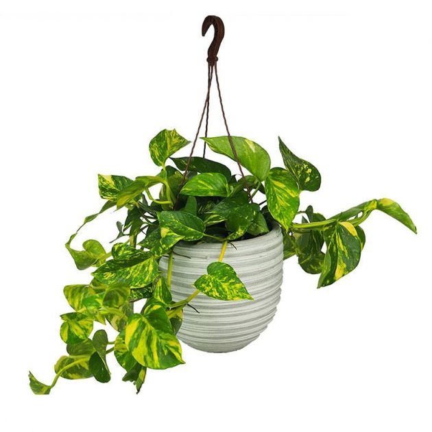 6 Hardy and Easy-to-Maintain Indoor Plants