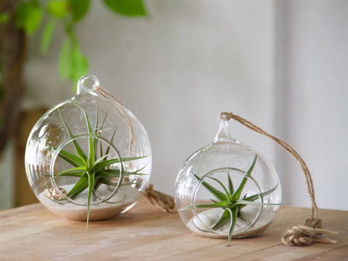 List of Ideal Plants for Small Flats