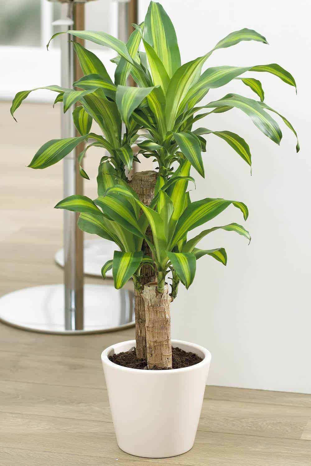 6 Hardy and Easy-to-Maintain Indoor Plants 6 Hardy and Easy-to-Maintain Indoor Plants