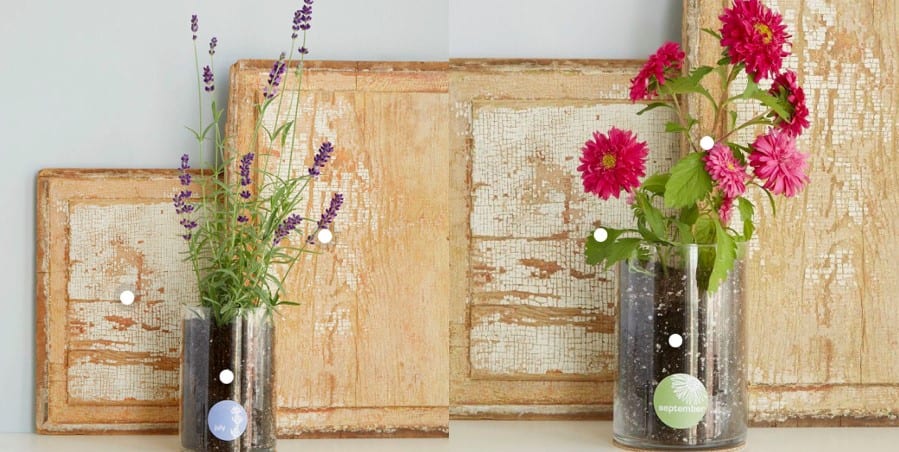 5.Birth Month Flower Grow Kit 5.Birth Month Flower Grow Kit