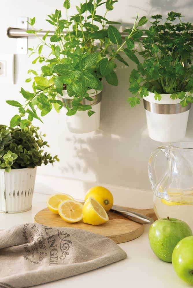 Medicinal Plants That Cannot Be Missing in Your Home Garden Medicinal Plants That Cannot Be Missing in Your Home Garden