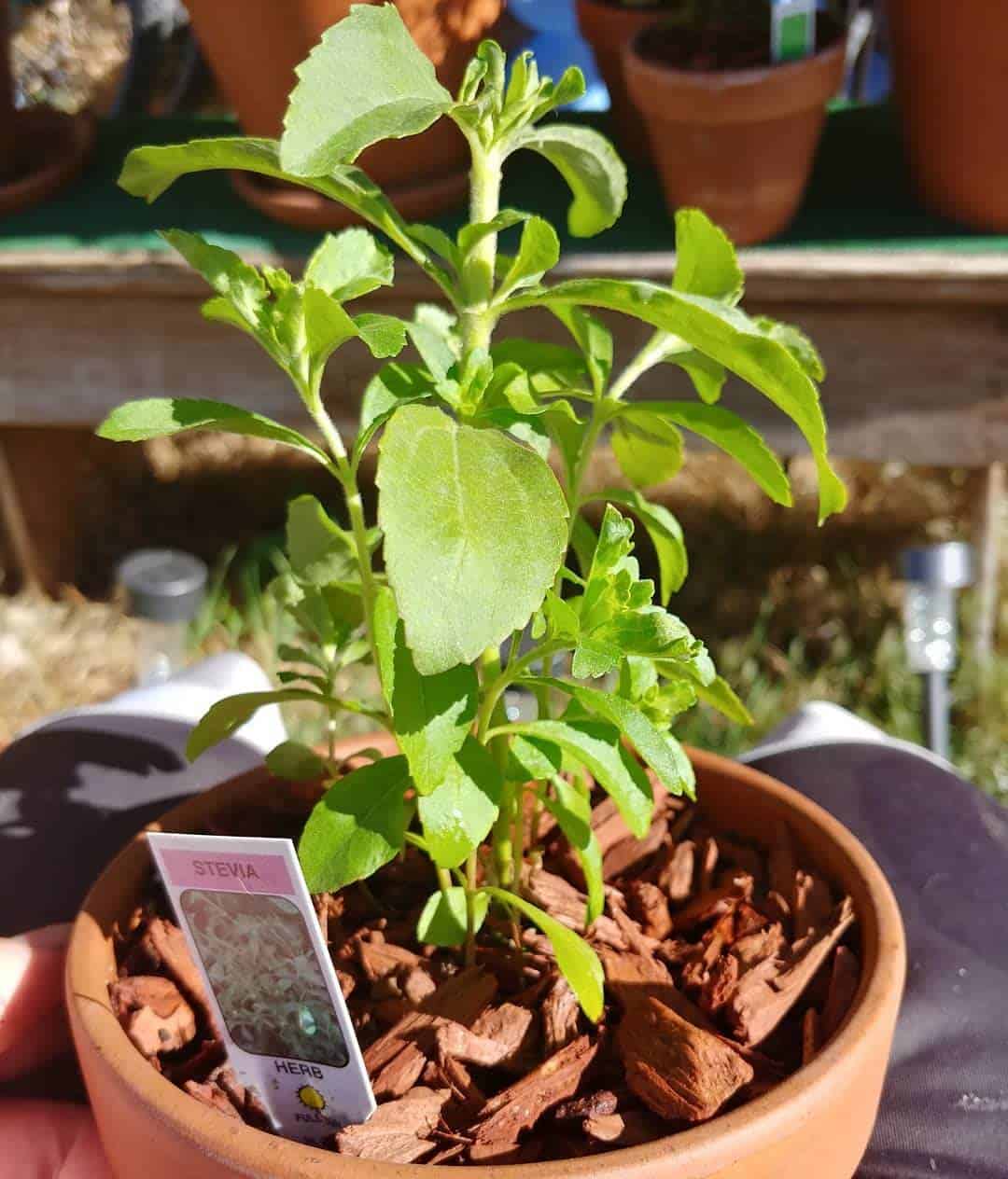 Medicinal Plants That Cannot Be Missing in Your Home Garden Medicinal Plants That Cannot Be Missing in Your Home Garden