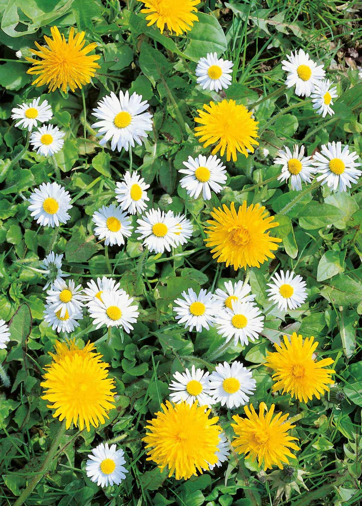 Medicinal Plants That Cannot Be Missing in Your Home Garden Medicinal Plants That Cannot Be Missing in Your Home Garden