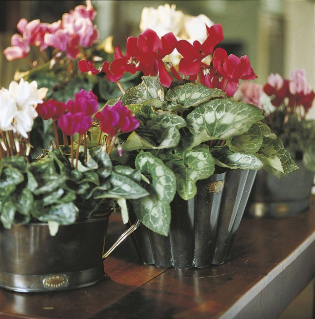 Autumn Plants & Flowers to Fill Your Home With Warmth