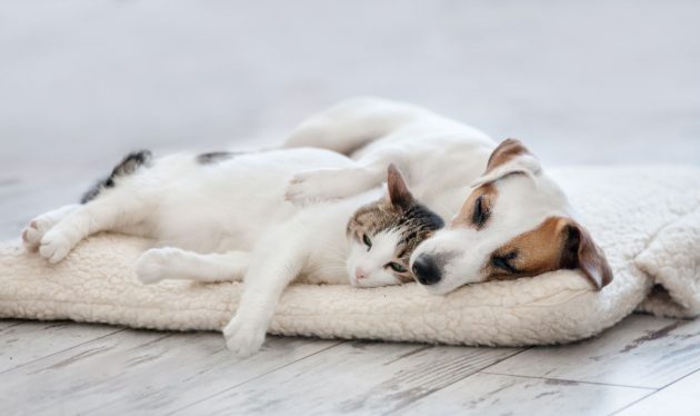 How To Create A Space For Your Pet
