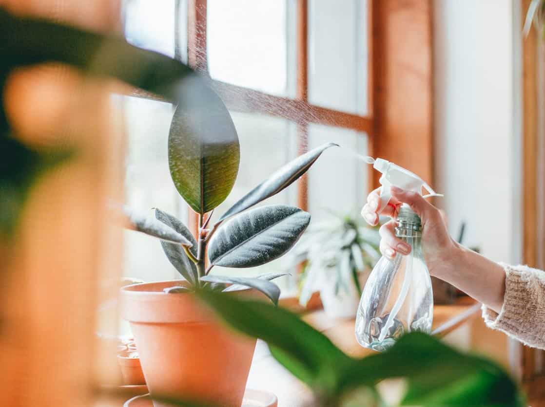 How to Prevent Plant Leaves From Turning Yellow How to Prevent Plant Leaves From Turning Yellow