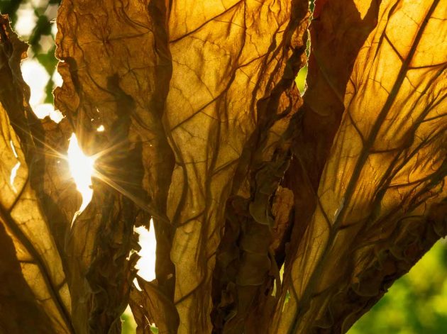How to Prevent Plant Leaves From Turning Yellow