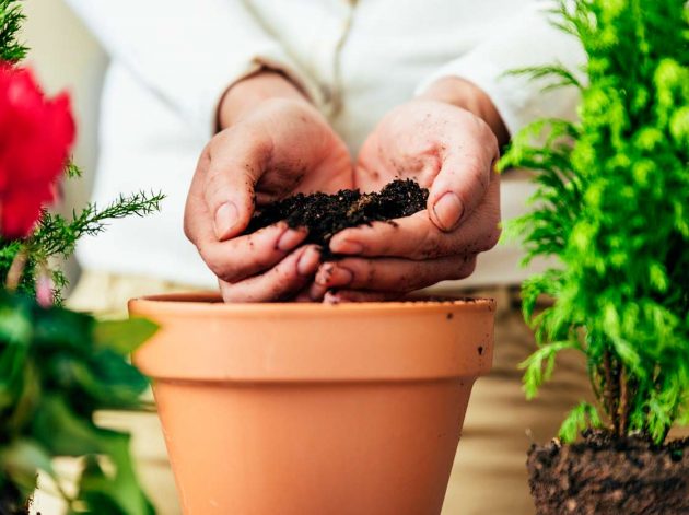 How to Prevent Plant Leaves From Turning Yellow