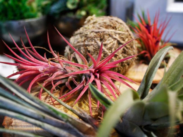 Kokedama - Japanese Technique to Decorate Your Home With Plants