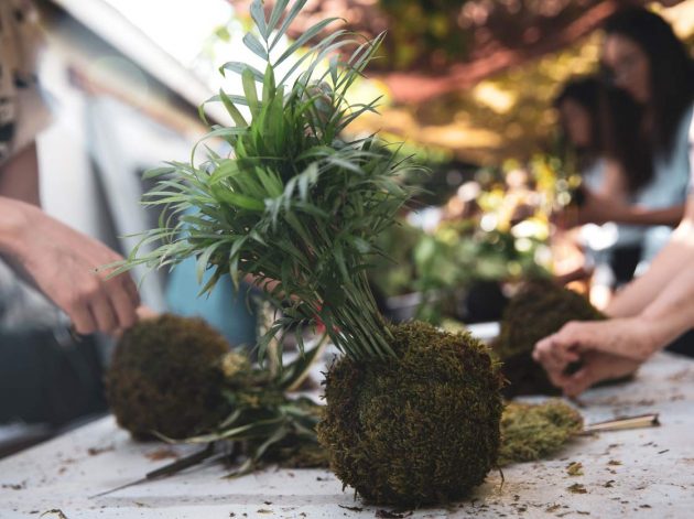 Kokedama - Japanese Technique to Decorate Your Home With Plants