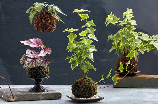 Kokedama - Japanese Technique to Decorate Your Home With Plants