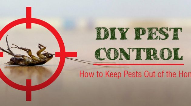 8 DIY Tips to Control Pests in Arizona