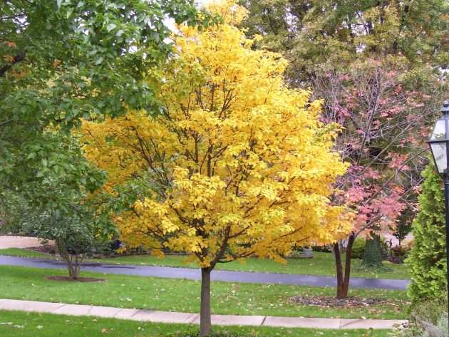 Beautiful Trees For Planting In Front Of Your House