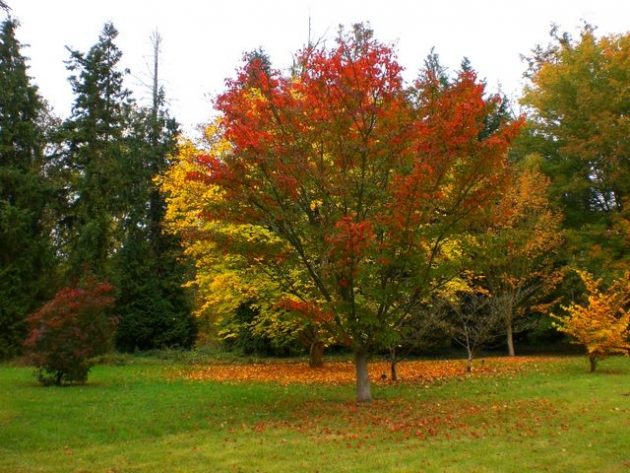 Beautiful Trees For Planting In Front Of Your House