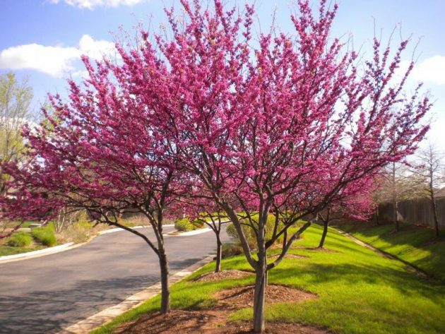 Beautiful Trees For Planting In Front Of Your House
