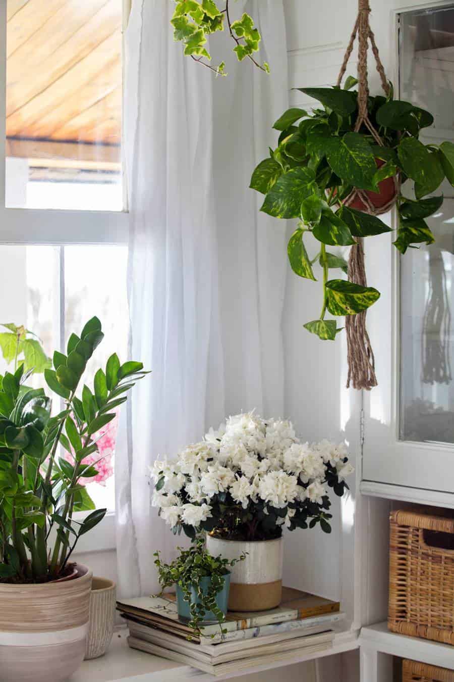 The Best Decorative Ideas For Your Hanging Plants In The Home & Outdoors