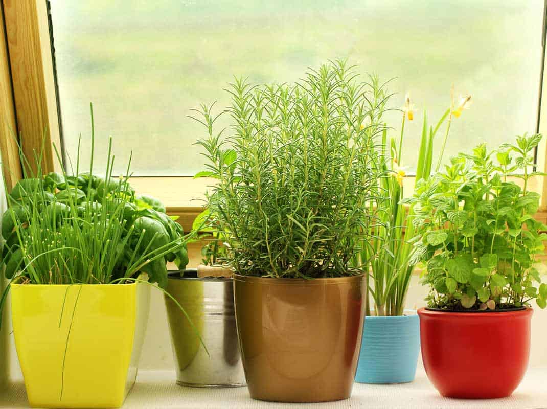 The Best Indoor Aromatic Plants For Your Kitchen's Natural Space The Best Indoor Aromatic Plants For Your Kitchen's Natural Space