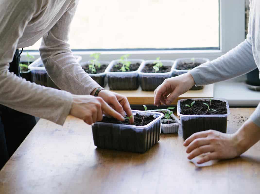 The Best Indoor Aromatic Plants For Your Kitchen's Natural Space The Best Indoor Aromatic Plants For Your Kitchen's Natural Space