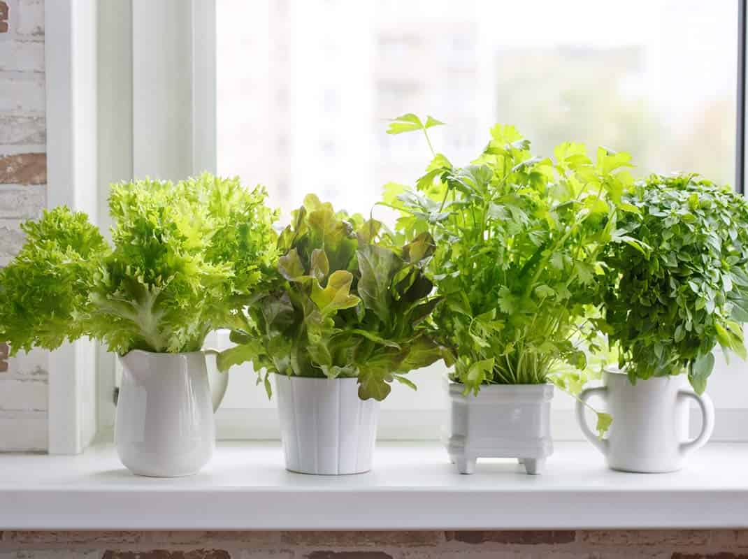 The Best Indoor Aromatic Plants For Your Kitchen's Natural Space The Best Indoor Aromatic Plants For Your Kitchen's Natural Space