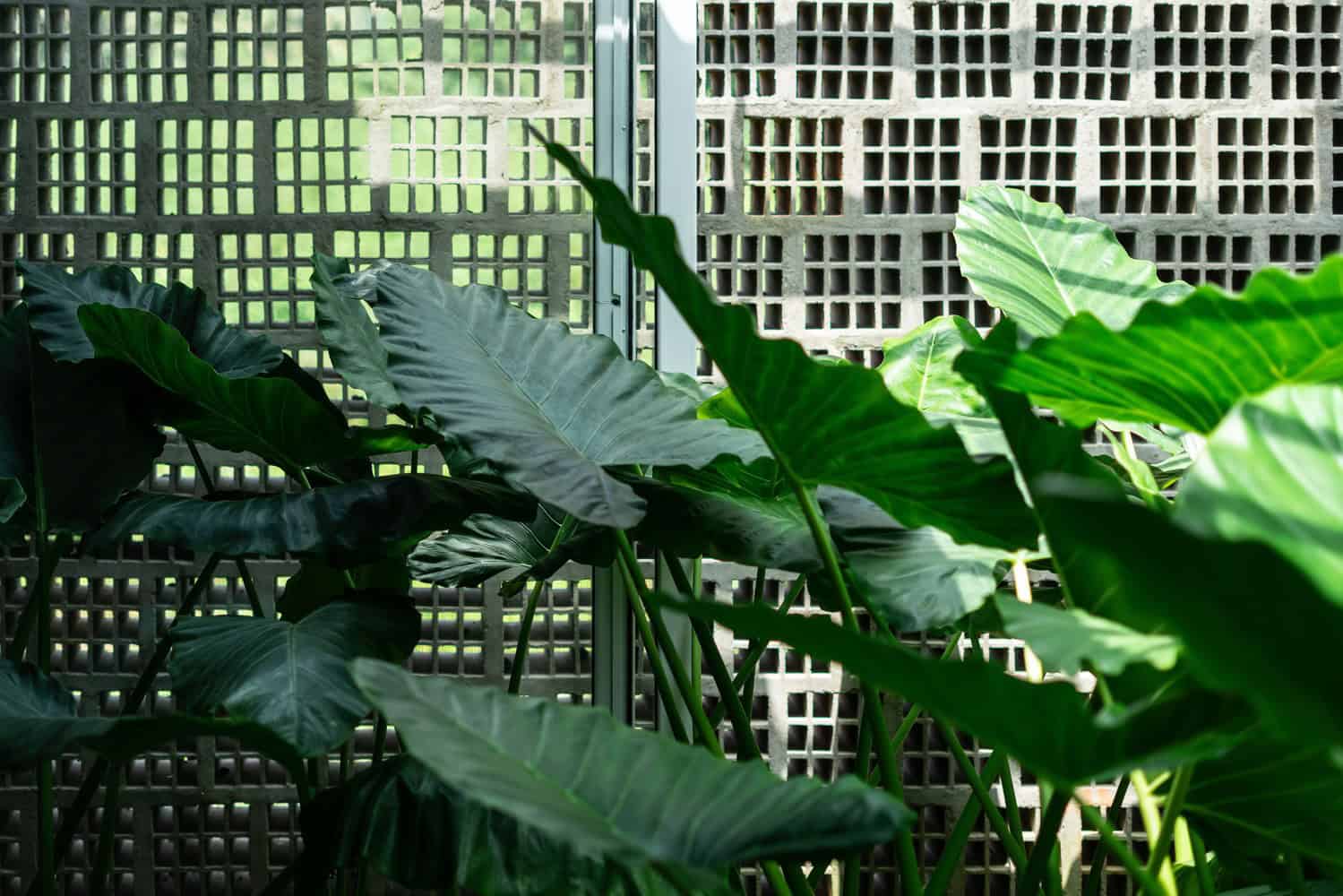 CAER House by Encasa Studio in Mampad, India CAER House by Encasa Studio in Mampad, India